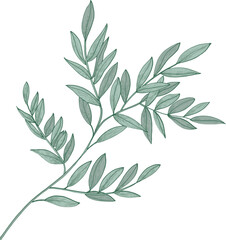 Ruscus Sprig with Green Leaves Hand Drawn Illustration