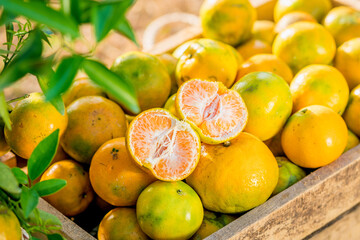 organic orange agriculture harvest plantation.