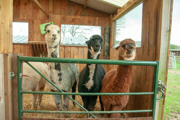Llamas in the stable.