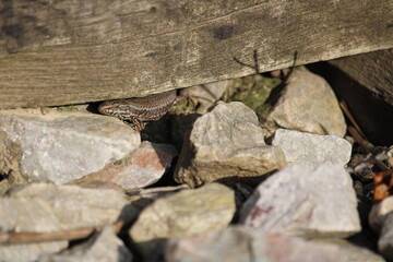lézard
