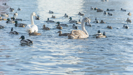 Swan and ducks on frozen river. Flock of wild ducks and swans swims in the pond. Wintering of wild birds in the city.