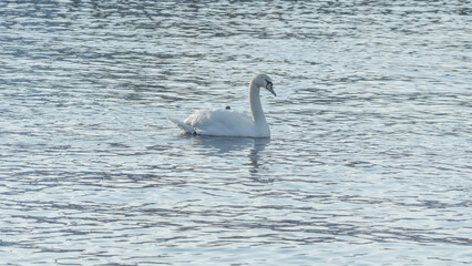 The lonely beautiful white swan is swimming in winter river. Wintering swan in the city river. Ornitology concepts.
