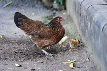 hen and chickens