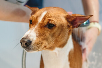 Basenji dog washing and grooming at home