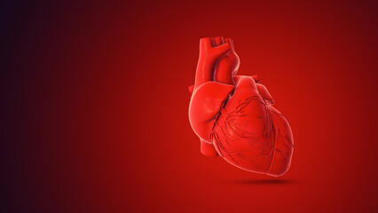 3D human heart rotation animation