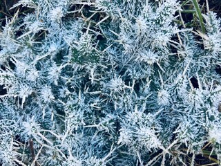 white thistle leaves covered with frost