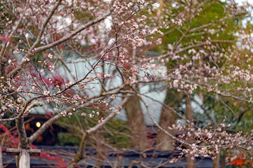 京都 赤山禅院 十月桜と地蔵堂