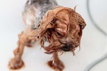 Yorkshire terrier dog washing and grooming at home