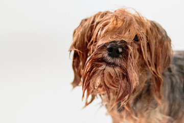 Naklejka na ściany i meble Yorkshire terrier dog washing and grooming at home