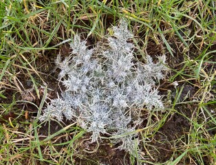 white thistle leaves covered with frost in green grass