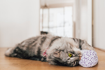 Valerian for the cat: plant intoxication for house tigers