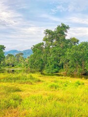 field and blue sky Thailand koh Samui nature