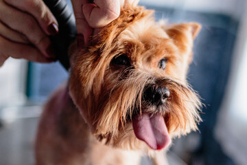 Yorkshire terrier dog washing and grooming at home