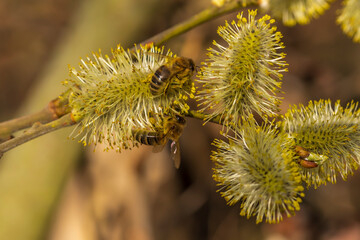 Zwei Bienen an einem blühendem Weidenkätzchen
