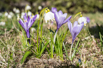 Krokusse mit Märzenbecher: Bunte Frühlingsblüher erfreuen Menschen durch ihre Farbenpracht und...