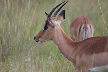 Impala antelope in South Africa