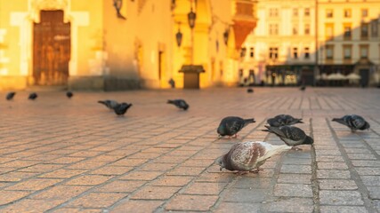Gołębie na krakowskim rynku głównym w promieniach słońca