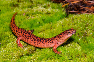 Red Salamander - Pseudotriton ruber