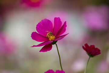 コスモスの蜜を集めるミツバチ