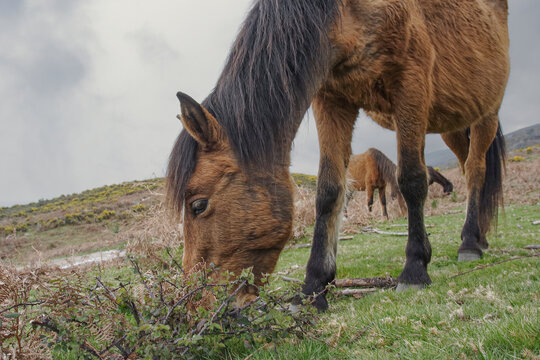 Portuguese wild mountain horses
