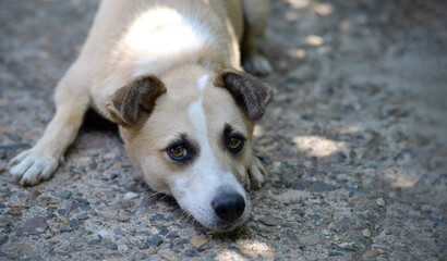 A dog with sad eyes lies on the ground.