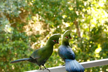 Knysna Turaco bird in branches