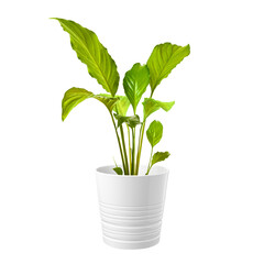 Home ornamental potted plant isolated on white background.