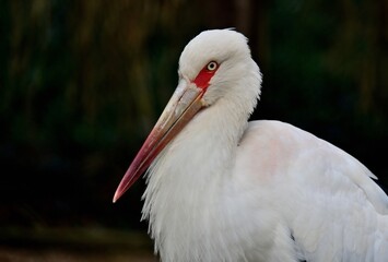 Portr&auml;t eines Maguaristorches (Ciconia maguari), Maguari stork.