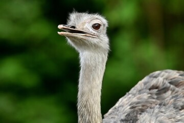 Portr&auml;t eines Nandus (Rhea americana), Greater rhea.