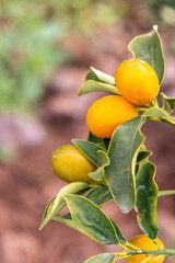 Conjunto de Kumquats en las ramas del árbol