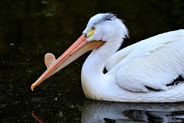 Porträt eines Nashornpelikans (Pelecanus erythrorhynchos), American White Pelican.