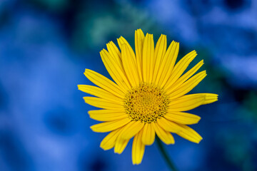 Buphthalmum salicifolium flower growing in mountains, close up