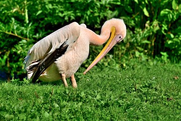 Ein Rosapelikan (Pelecanus onocrotalus), Great white pelican.