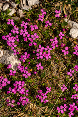 Silene acaulis flower growing in mountains, macro