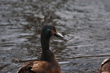 Cayuga Duck on a river during sunset 