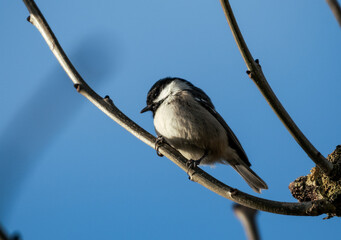 Coal Tit perched in a small tree 