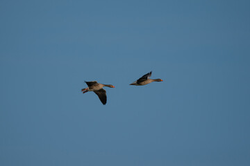 Greaylag Goose in flight 
