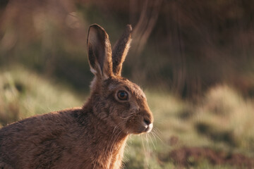 Naklejka premium Hare during sunset 