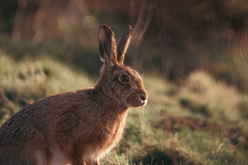 Hare during sunset 
