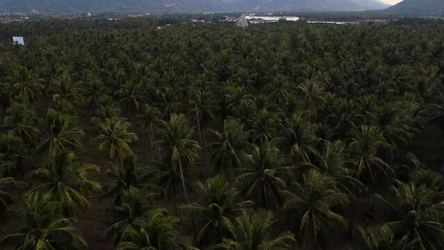 Palm Trees with Aerial Drone and Pull Up Camera Shot to Reveal Scenery of Mountains and Forest Landscape in Vietnam.