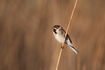 Reed Bunting on a reed a sunrise 