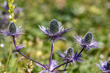 Eryngium alpinum flower growing in meadow, close up shoot