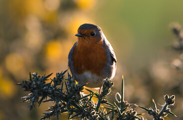 Robin redbreast 