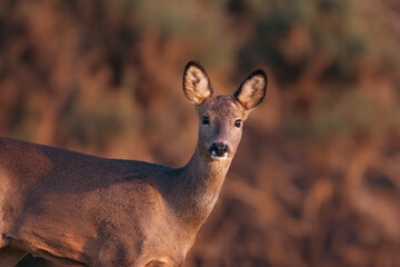 Roe Deer during sunset in the UK 