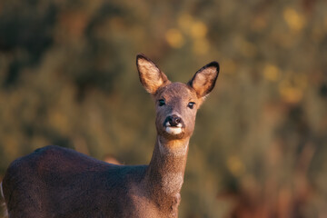 Roe Deer during sunset in the UK 