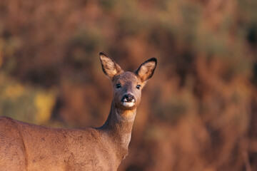 Roe Deer during sunset in the UK 