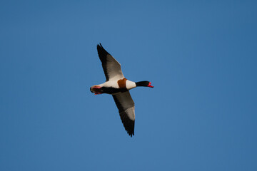 Shelduck in flight 