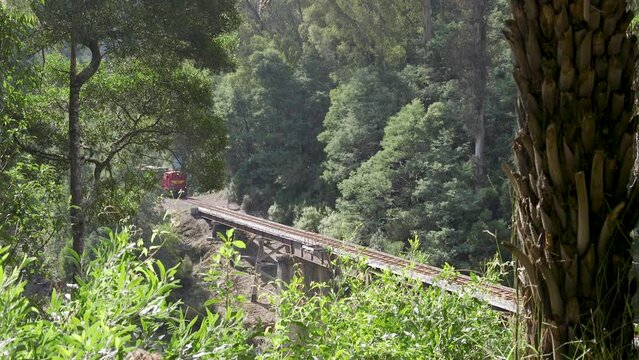 Red diesel locomotion pulling three carriages of tourists across a bridge in a forest. Walhalla Victoria, Australia