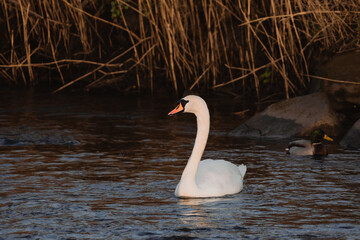 Swan on a river at sunset