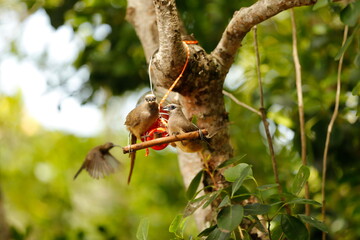 Mousebirds drinking from feeder water  bottle